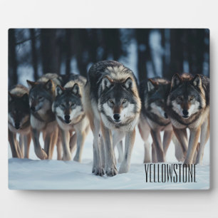Foto Plaque-Yellowstone-Wölfe Fotoplatte