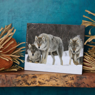 Foto Plaque-Yellowstone Wolves Plaque Fotoplatte