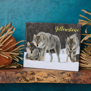 Foto Plaque-Yellowstone Wolves Plaque Fotoplatte