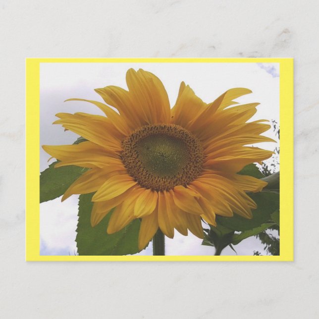 Foto Postcard 7 Sonnenblumen - Natürliche Schönhei Postkarte (Vorderseite)