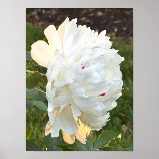 Foto-Poster der weißen Blume Poster (Vorne)