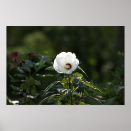 Foto-Poster der weißen Blume Poster