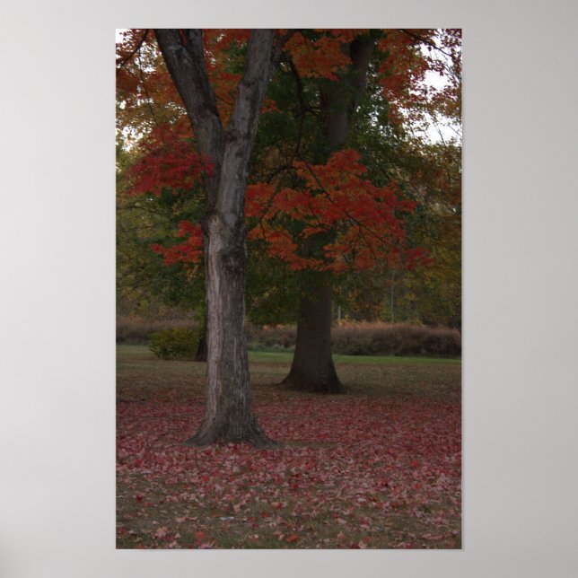 Foto-Poster für Herbst-Bäume Poster (Vorne)