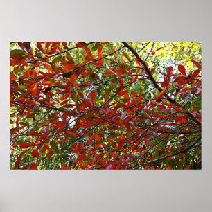 Foto-Poster für Herbstverlässe Poster