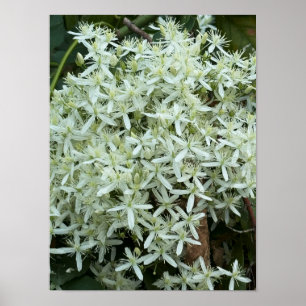 Foto-Poster für weiße Wildblumen Poster