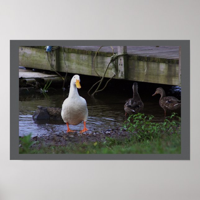 Foto-Poster Poster (Vorne)