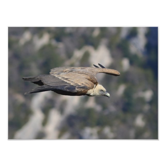 Foto/Poster von Wildvögeln Fotodruck (Vorne)