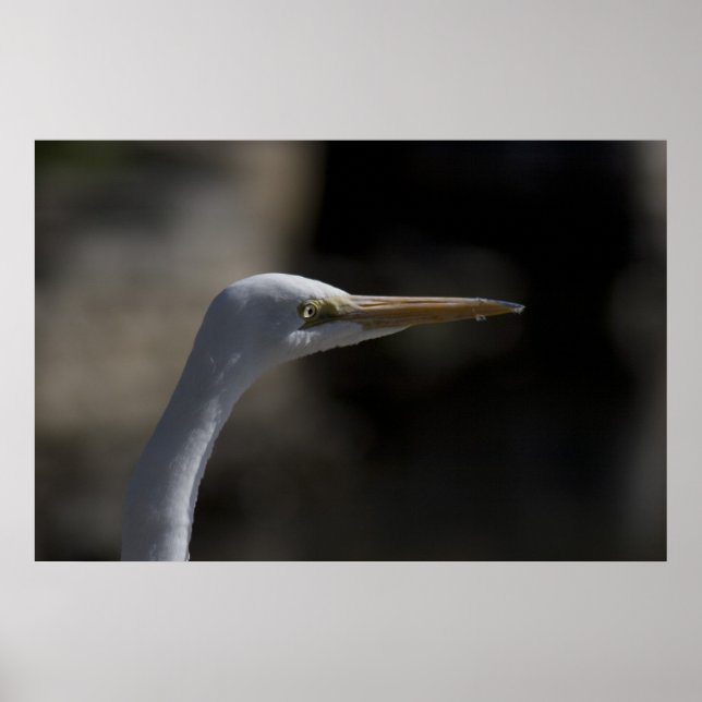 Foto-Poster "White Crane Bird" Poster (Vorne)