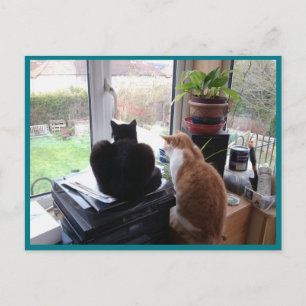 Foto Postkarte 8 Katzen Ansicht - Natürliche Schön