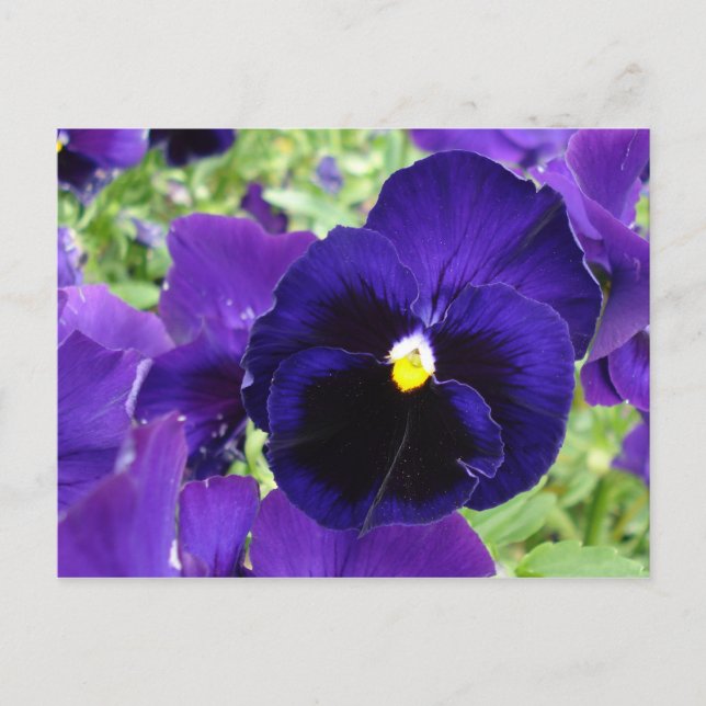 Foto Postkarte "Dunkelblaue Blume" (Vorderseite)