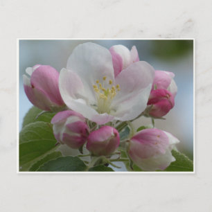 Foto-Postkarte mit rosa und weißen Apfelblüten Postkarte