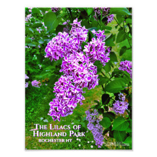 Foto Print (genaue Größe) - Lila Lilacs Highland