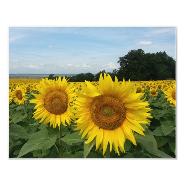 Foto Print mit Sonnenblumen (Vorne)