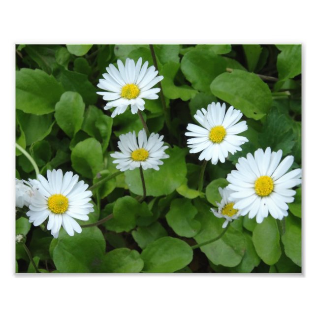 Foto Print (Print) von White Daisy Blume (Vorne)