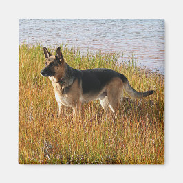 Foto "Pure Bred German Shepherd" auf Magnet