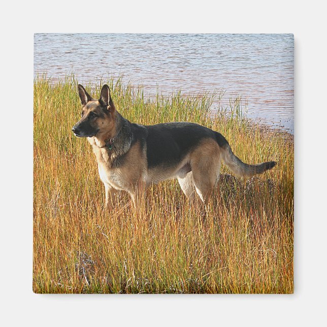Foto "Pure Bred German Shepherd" auf Magnet (Vorne)