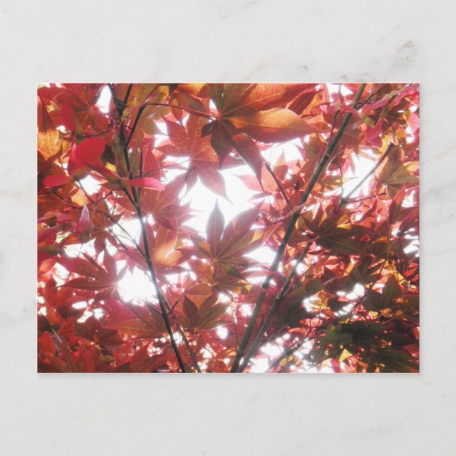Foto "Red Japanese Maple Tree Trees Blätter" Postkarte (Vorderseite)