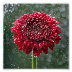 Foto "Red Water Droplet Blume"