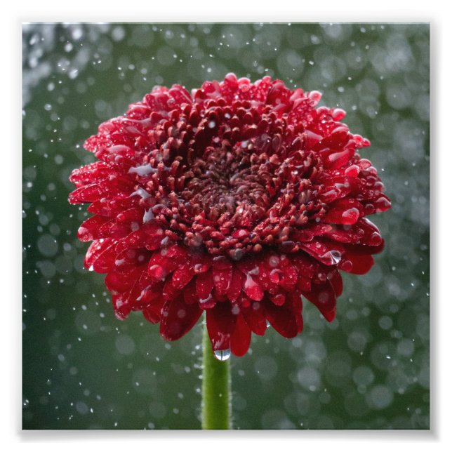 Foto "Red Water Droplet Blume" (Vorne)