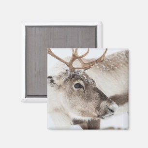 Foto Rentier Norwegen Magnet