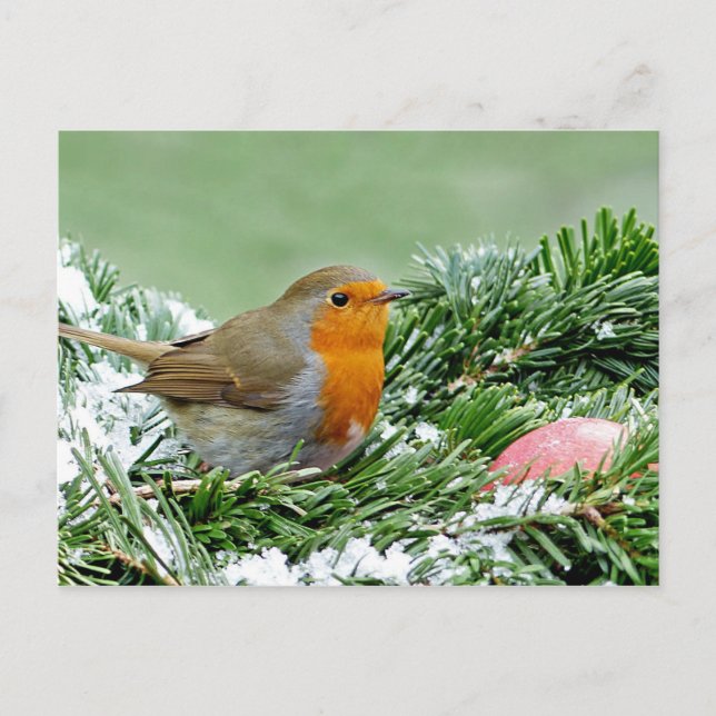 Foto Robin Pine Snow Postkarte (Vorderseite)