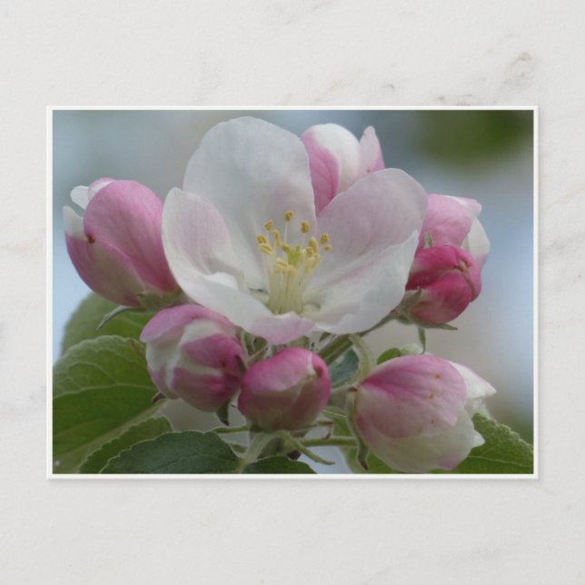 Foto Rosa und Weiß-Apfelblüte Postkarte (Vorderseite)