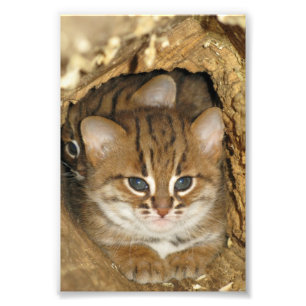 Foto - rostige gepunktete Katze 2