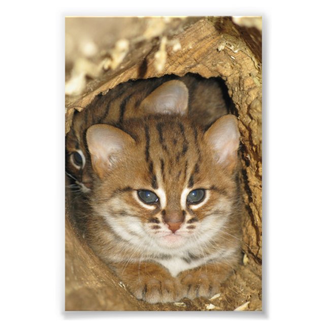 Foto - rostige gepunktete Katze 2 (Vorne)