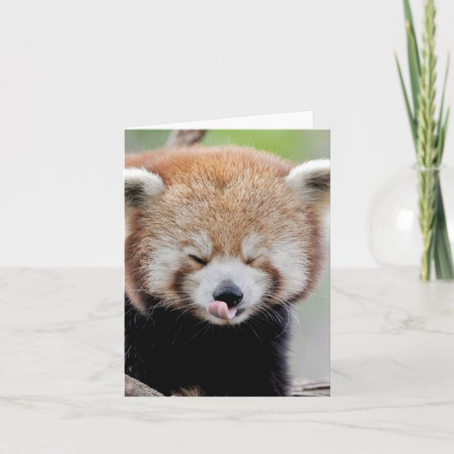 Foto rote Panda, Tiere 0634. Karte (Vorderseite)