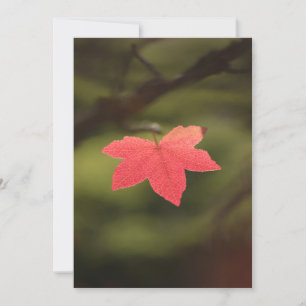 Foto "Roter Herbst" Karte
