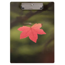 Foto "Roter Herbst"