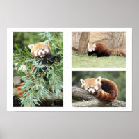 Foto Roter Panda, Tiere 0612.