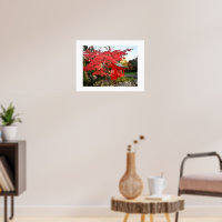 Foto Rotes Japanisches Ahorn und Gartenschrein