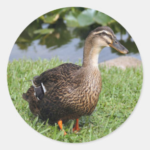 Foto-Rundkleber für weibliche Stockenten Runder Aufkleber