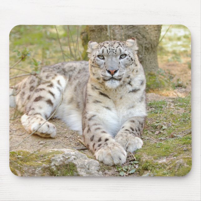 Foto Schnee Leopard Katze Tiere. Mousepad (Vorne)