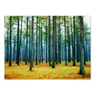 Foto Schöner Pinienwald Gelbe Gras