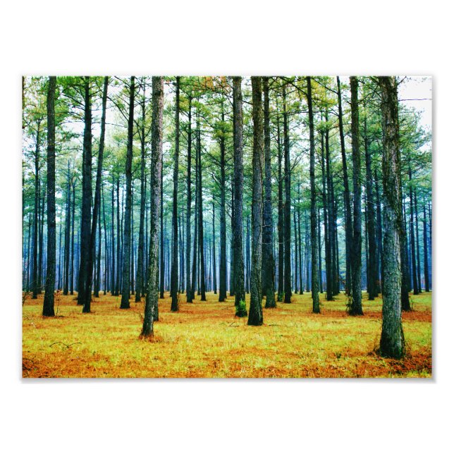Foto Schöner Pinienwald Gelbe Gras (Vorne)
