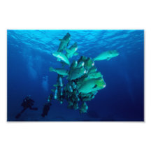 Foto "School of Bumpled Papagei Fish" Print