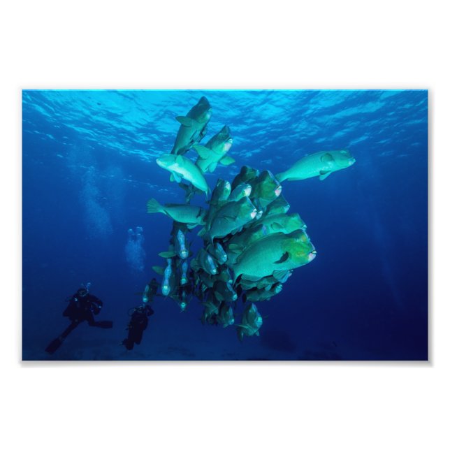 Foto "School of Bumpled Papagei Fish" Print (Vorne)
