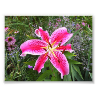 Foto - Stargazer Lily