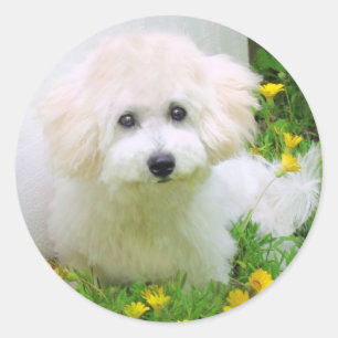 Foto Stickers