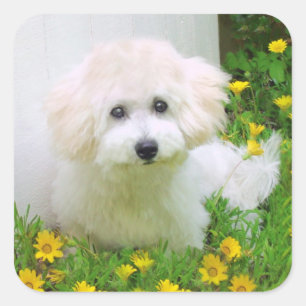 Foto Stickers
