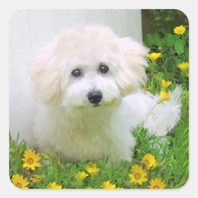 Foto Stickers (Vorderseite)