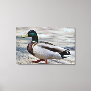 Foto Stockente Leinwanddruck