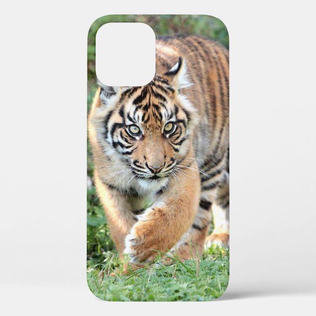 Foto , Tiere , Tiger , Tiger . Case-Mate iPhon Case-Mate iPhone Hülle (Rückseite)