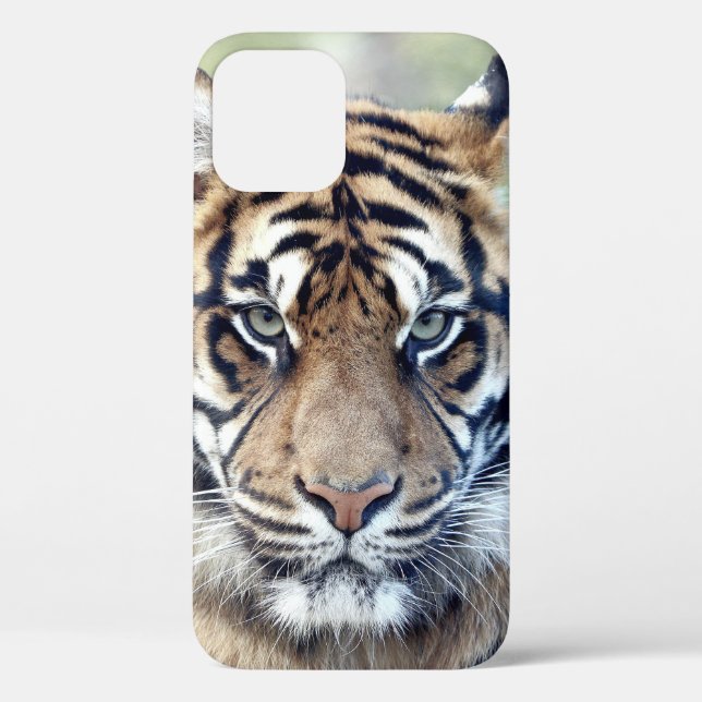 Foto , Tiere , Tiger , Tiger . Case-Mate iPhon iPhone Hülle (Rückseite)