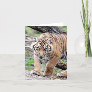 Foto Tiger , Haustier , Tiere , Karte