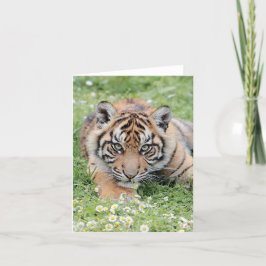 Foto Tiger , Haustier , Tiere .karte Karte