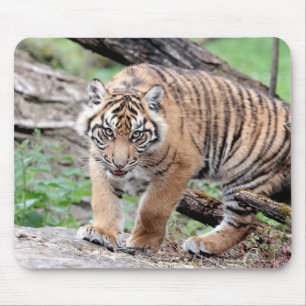 Foto Tiger Katzen Tiere.  Mauspad