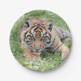 Foto Tiger, Tiere 0276. Pappteller